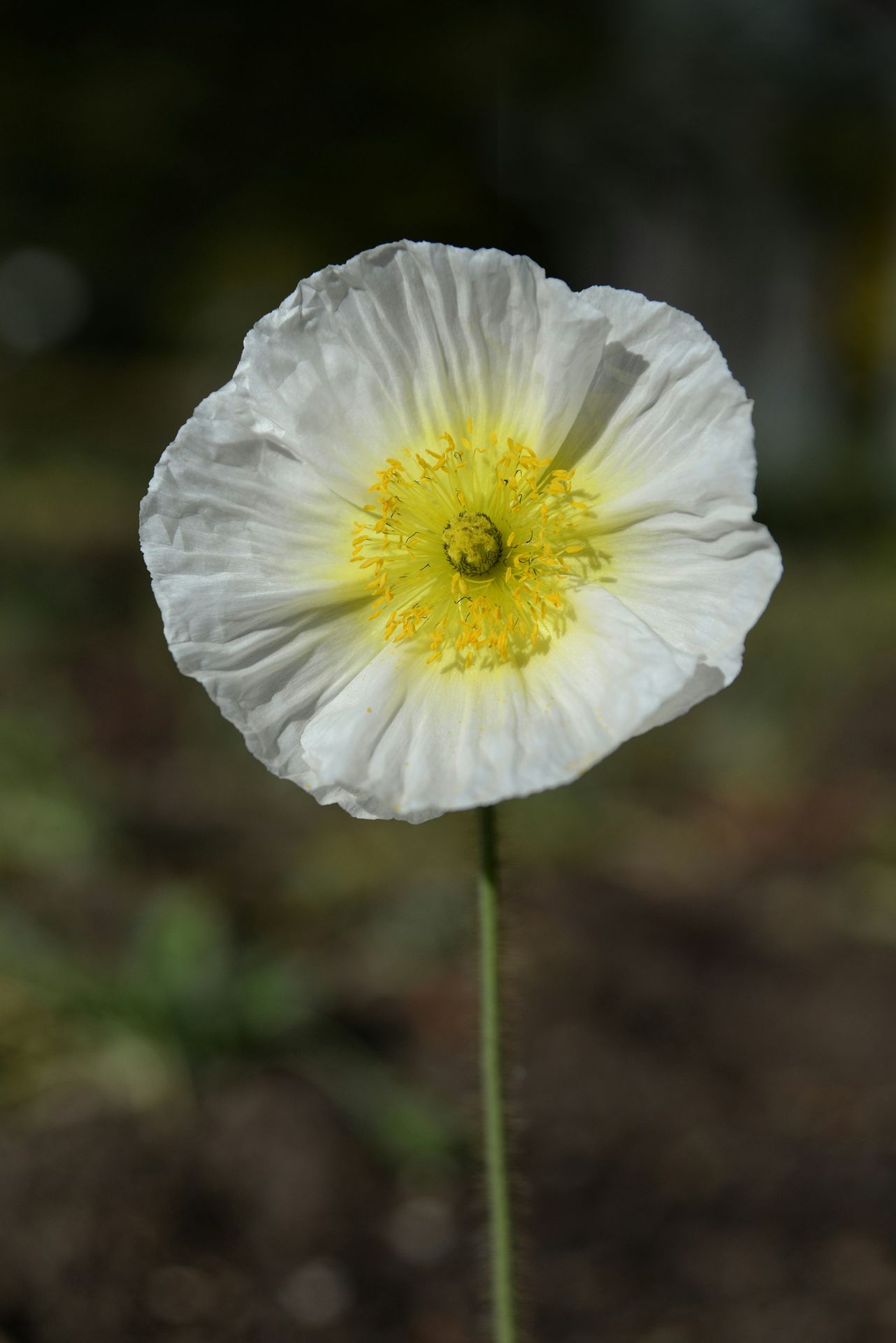 Papaver nudicaule ijslandse papaver