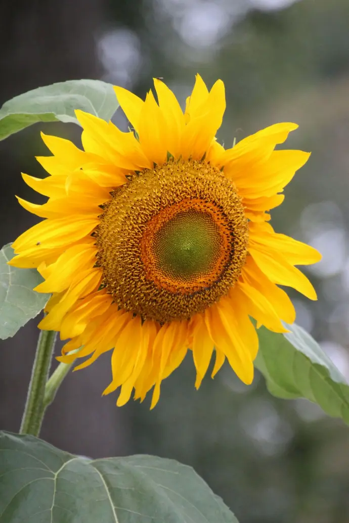 Helianthus annuus