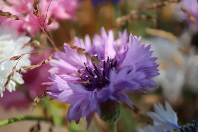 Centaurea cyanus