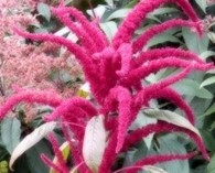 Amaranthus h. 'Oeschberg' (amaranth - prince's feather)