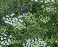 Ammi majus (Bishop's weed, Queen Anne's Lace)