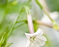 Nicotiana suaveolens (flowering tobacco)