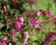 Lychnis Flos-Cuculi (fleur de coucou )