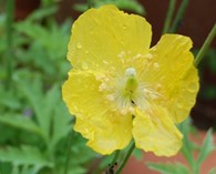 Meconopsis cambrica 'Mix' (welsh poppy)