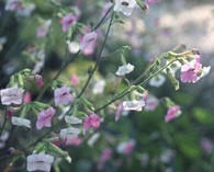 Nicotiana mutabilis (flowering tobacco)