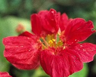 Tropaeolum minus 'Cherry Rose' (nasturtium)
