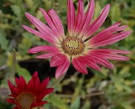 Arctotis acaulis 'Harlequin Mixed' (South African daisy)