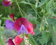 Lathyrus odoratus 'Matucana' (sweet peas)