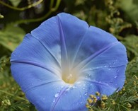 Ipomoea tricolor/purp. 'Heavenly Blue' (klimmende winde)
