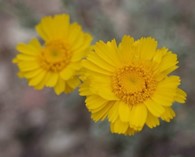 Baileya multiradiata (Marigold jaune du désert)