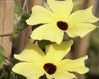 Thunbergia alata 'Sunrise Yellow with eye' (Suzanne met de mooie ogen)