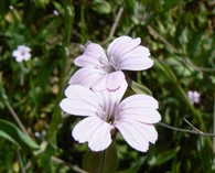 Vaccaria hispanica 'White Beauty' (dairy pink)