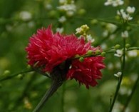 Centaurea cyanus 'Red Ball' (korenbloem)