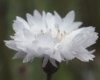 Centaurea cyanus 'Snowman' (korenbloem)