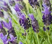 Lavandula stoechas 'Banderas Purple' (Spaanse lavendel)