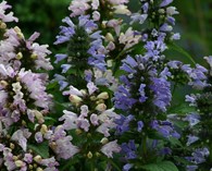 Nepeta subsessilis 'Grand View' (menthe à chat)