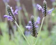 Lavandula multifida (Fernleaf lavender )