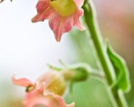 Nicotiana glutinosa (flowering tobacco)