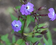 Browalia americana (violette bleue)