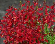 Linaria maroccana 'Licilia Red' (linaire)