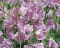 Lathyrus odoratus 'Elegance' Lavender (pois de senteur)