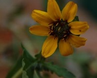 Berlandiera lyrata (chocolateflower)