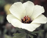Hibiscus trionum (drie-urenbloem)