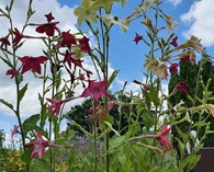 Nicotiana F2 'Tinkerbell' (tabac d' ornement)