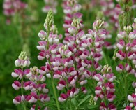 Lupinus 'Avalune Red-White' (rood-witte lupine)
