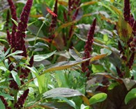 Amaranthus h. 'Red Pygmy' (prince's feather)