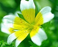 Limnanthes douglasii ('Poached eggs'plant)