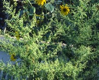 Artemisia annua (sweet wormwood, sweet annie)