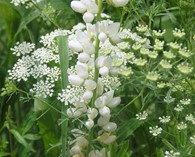 Lupinus  'Avalune white' (witte lupine)