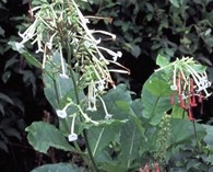 Nicotiana sylvestris (bostabak)