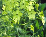 Nicotiana alata 'Lime Green' (flowering tobacco)