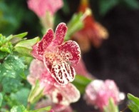 Mimulus luteus tigrinus grandiflorus (monkey flower)