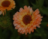 Calendula officinalis 'Pink Surprise' (marigold)