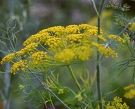 Anethum graveolens 'Vierling' (dill)