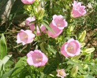 Campanula medium 'Single Rose' (Canterbury bells)