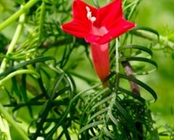 Ipomoea quamoclit 'Red Feather' (cypress vine)