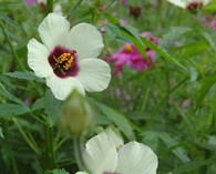 Hibiscus cannabinus (kenaf)