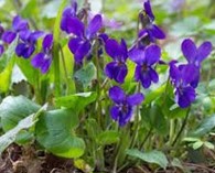 Viola odorata 'Queen Charlotte' (sweet violet)