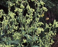Nicotiana langsdorfii (flowering tobacco)