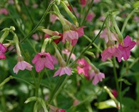 Nicotiana 'Vedado Pink' (tabac d'ornement)
