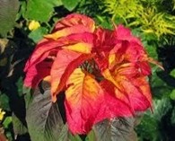 Amaranthus tricolor'Flaming Fountain'