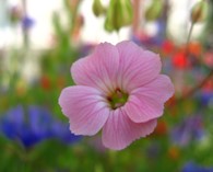 Vaccaria hispanica 'Pink Beauty' (Cow Soapwort)
