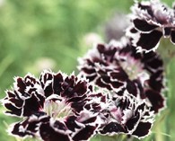 Dianthus 'Black & White Minstrels'