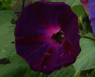Ipomoea tricolor/purpurea 'Kniola's Black (morning glory)