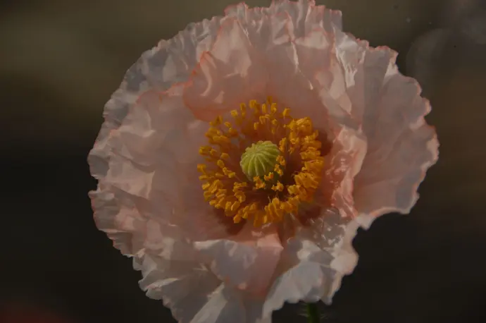 Papaver rhoeas Falling in love