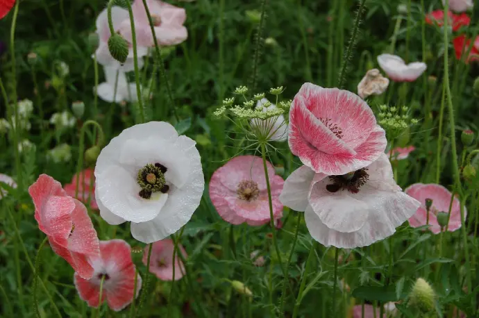 Papaver rhoeas Mother of pearl